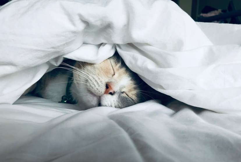 Daily Care